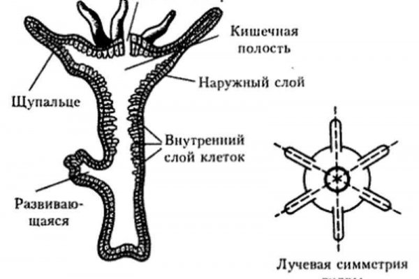 Кракен ссылка замена